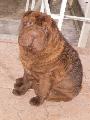 Gizmo 11 hnapos